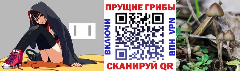 ссылка на мегу tor  Карачаевск  Галлюциногенные грибы Cubensis 